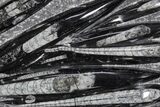 Polished Fossil Orthoceras (Cephalopod) Plate - Morocco #359659-1